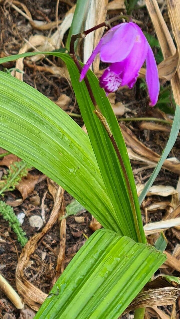 Bletilla striata 12