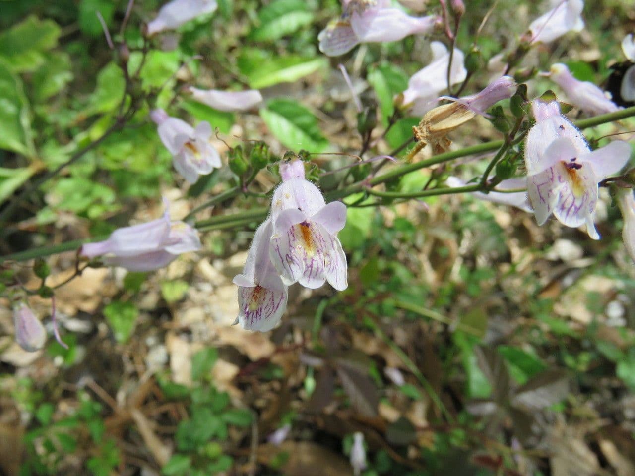 Penstemon laxiflorus 3