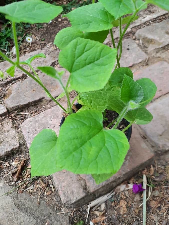 Melone cornut 9