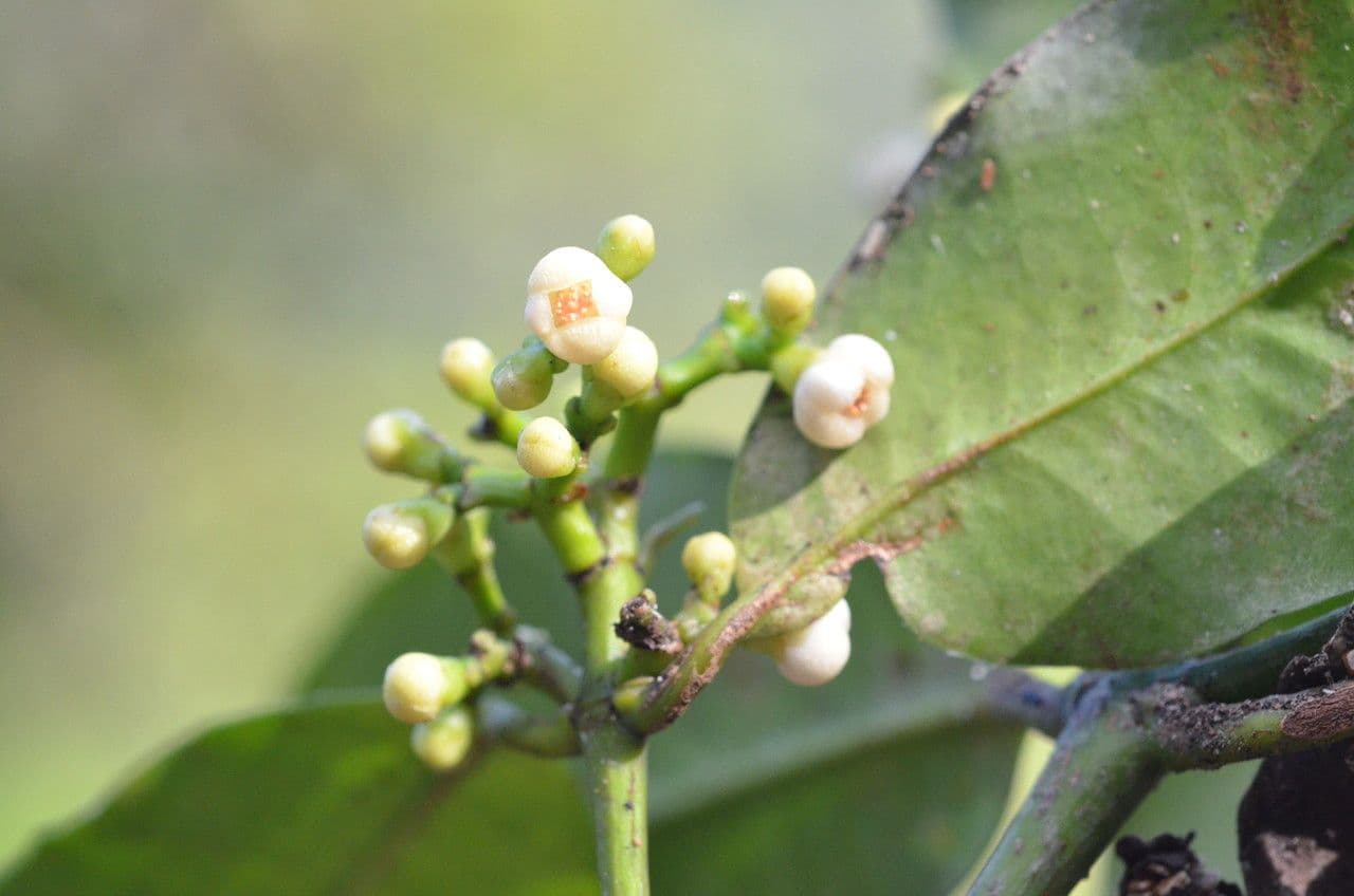 Dichtblütige Garcinie