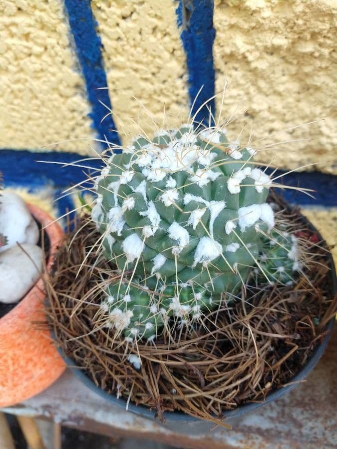 Mammillaria 22
