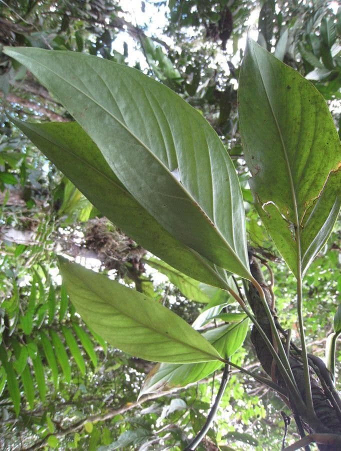 Monstera 12