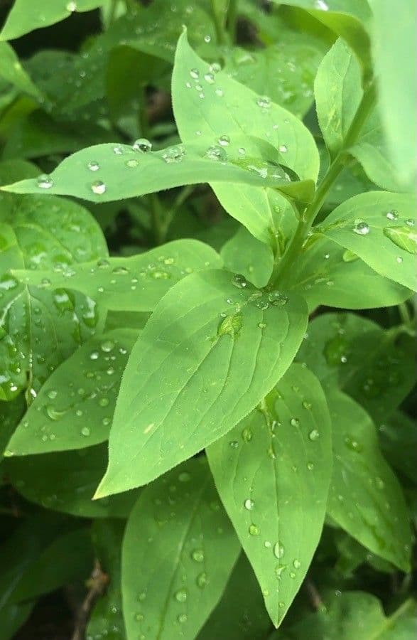 Mertensia ciliata 13
