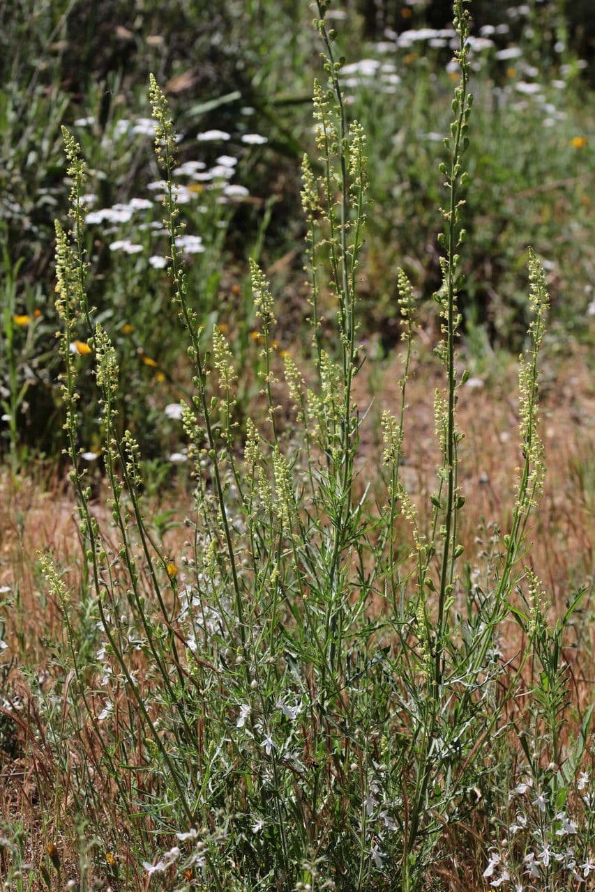 Iberis pinnata 21