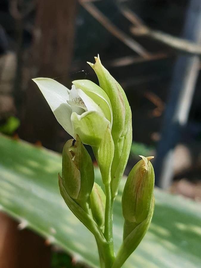 Chloraea 4
