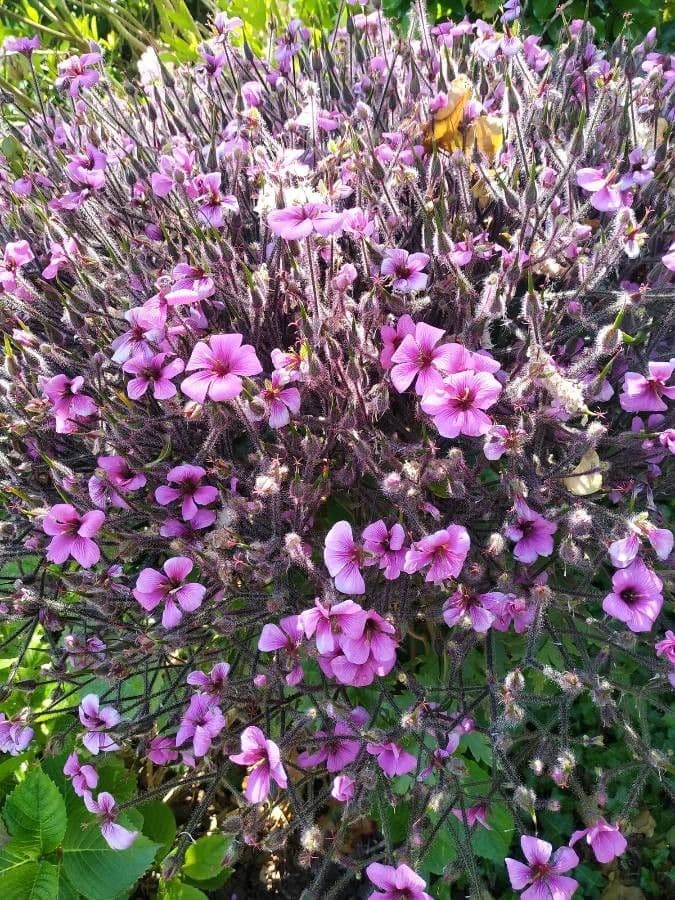 Geranio de Madeira 22