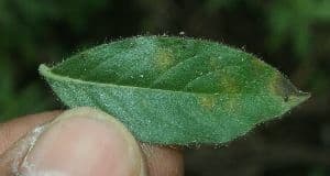 Hydrolea spinosa 3