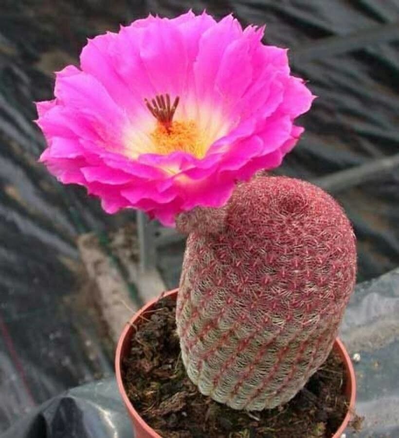 Cactus pettine 8