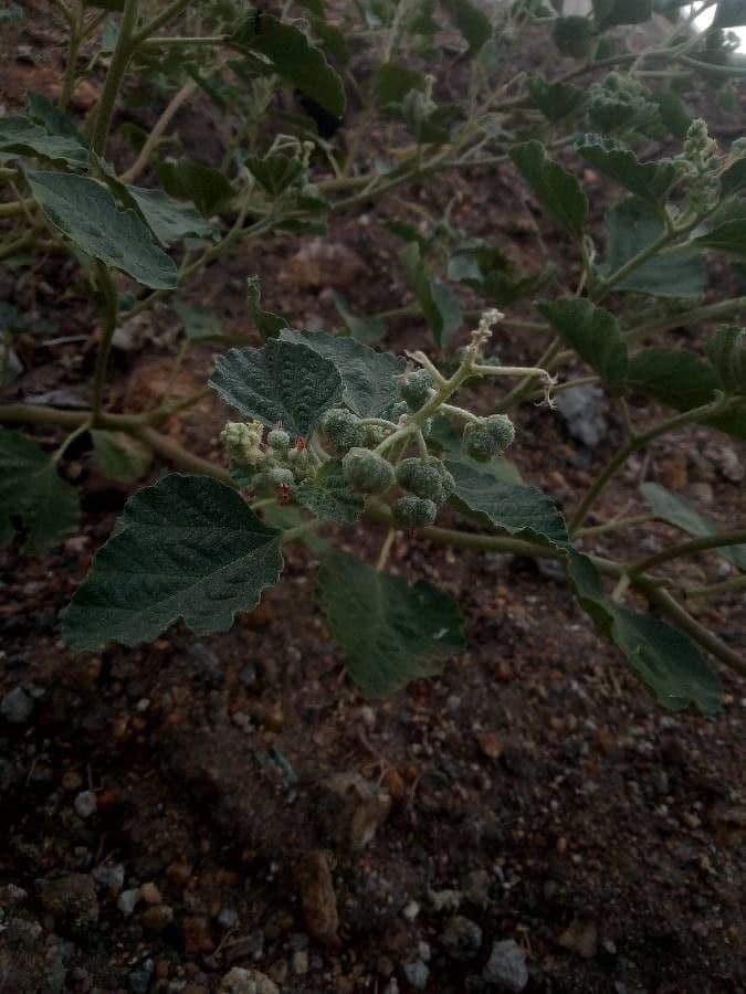 Chrozophora 3