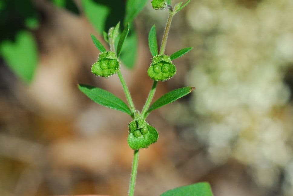 Trichostema Dichotomum