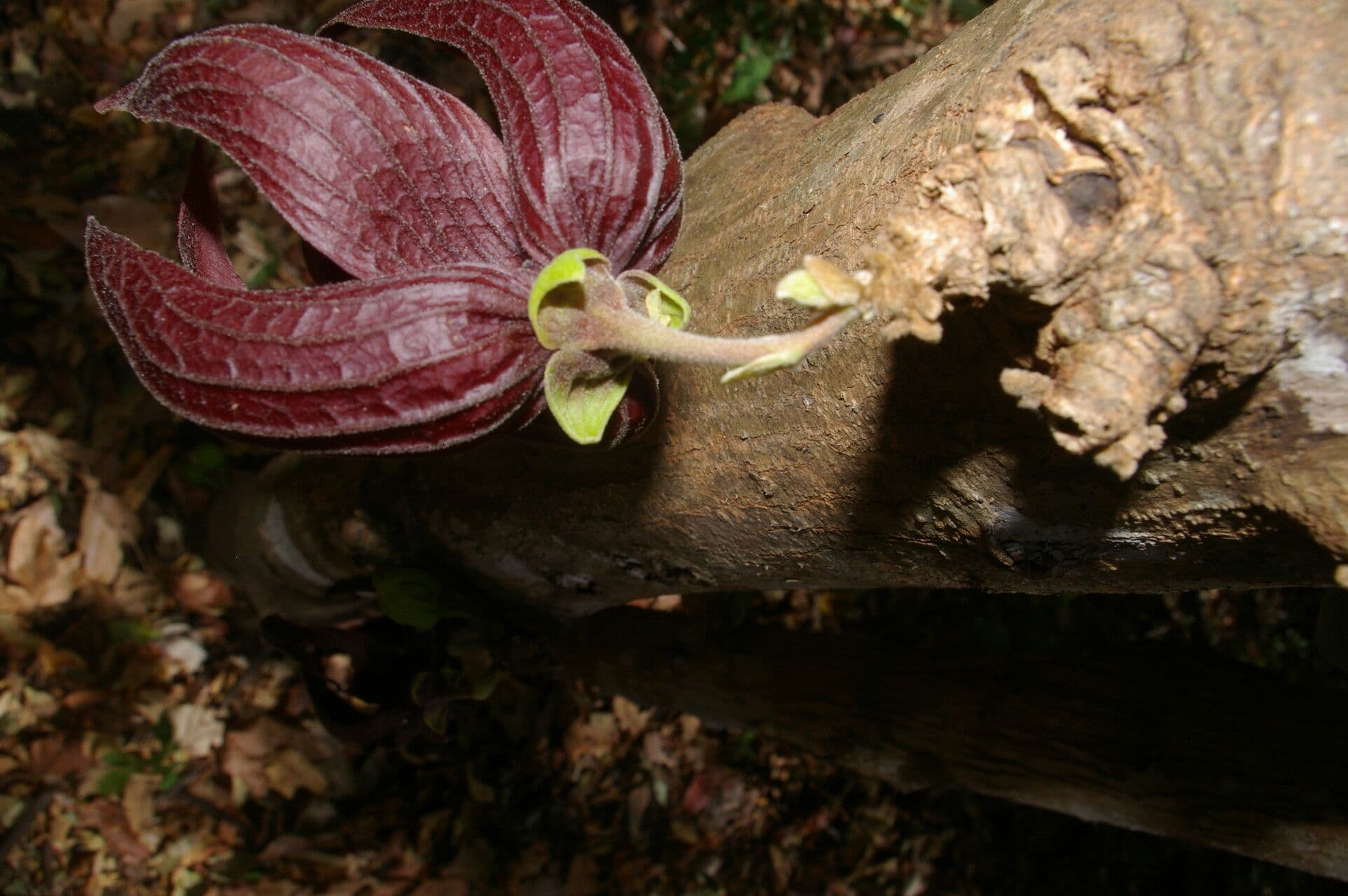 Sapranthus 3