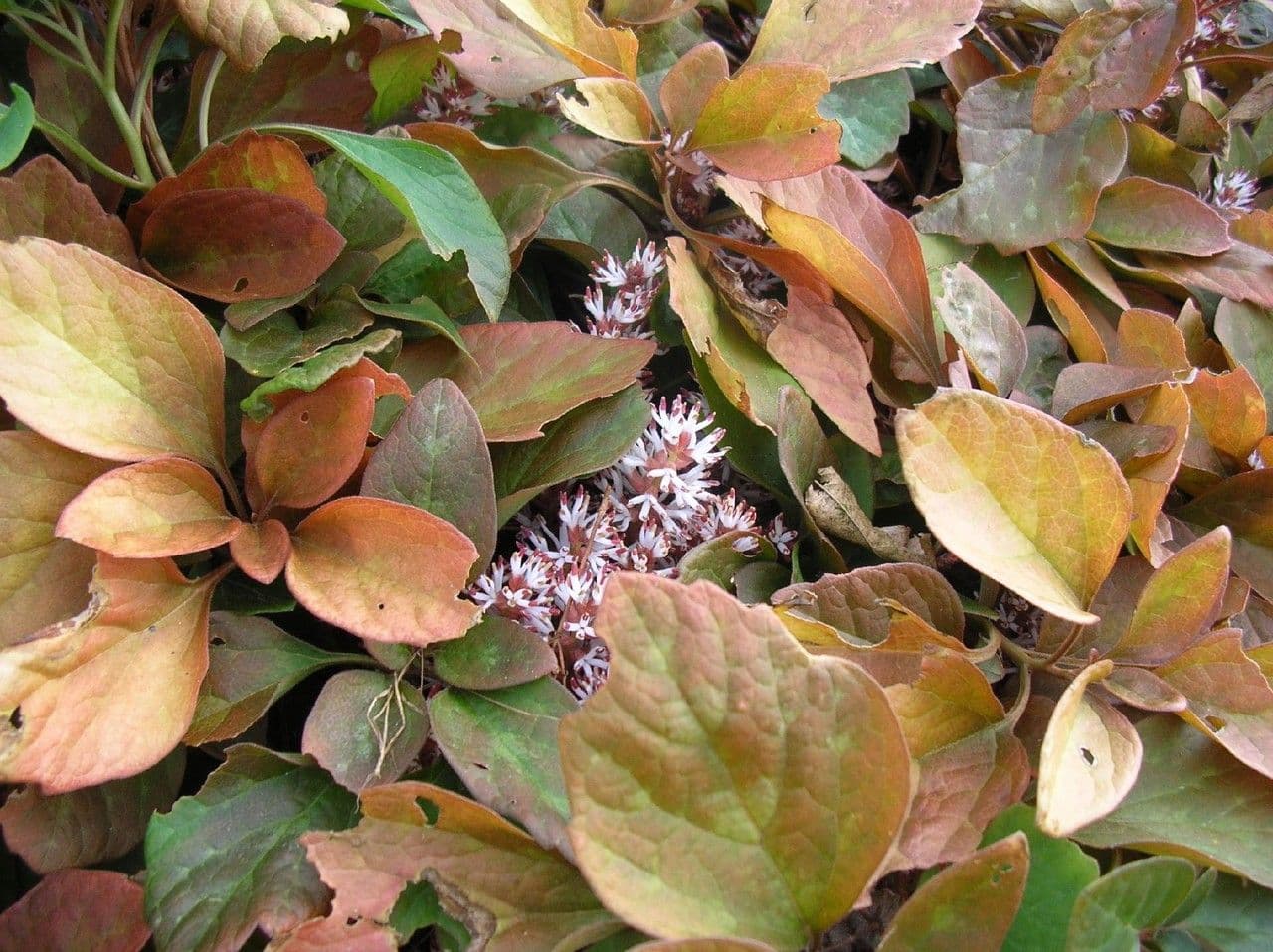 Pachysandra procumbens 11