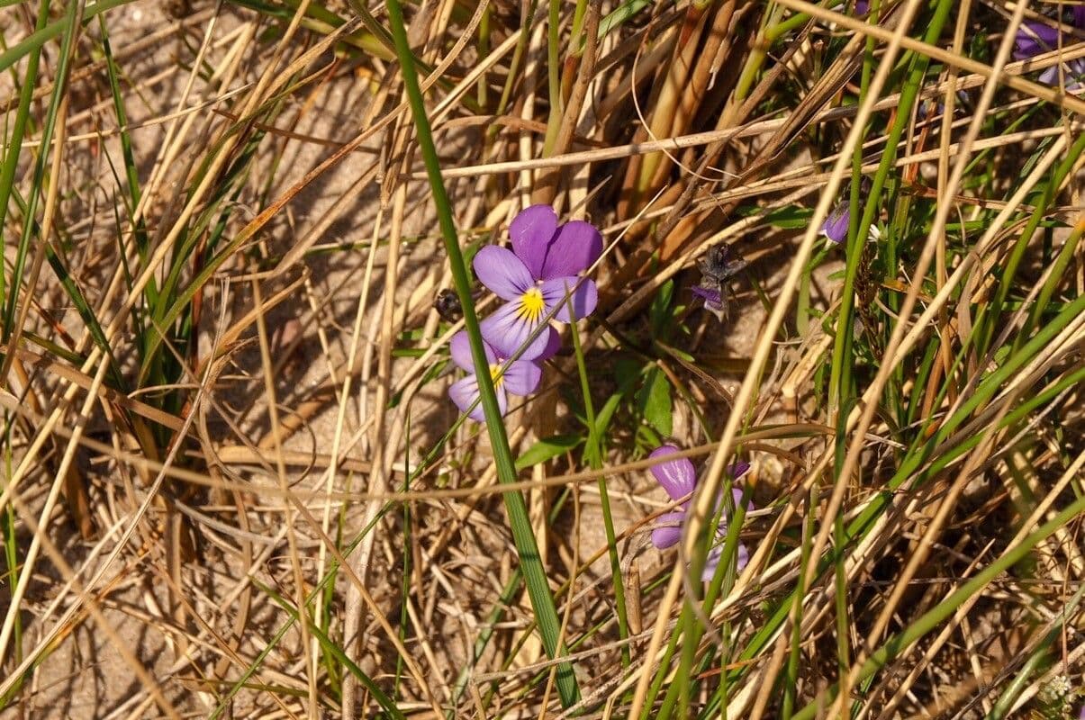 Viola bubanii 4