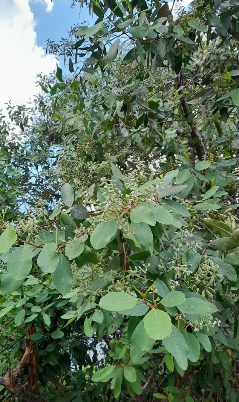 Botón blanco 8