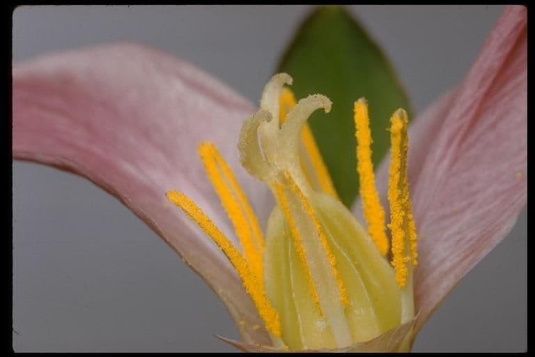 Trillium ovato 21
