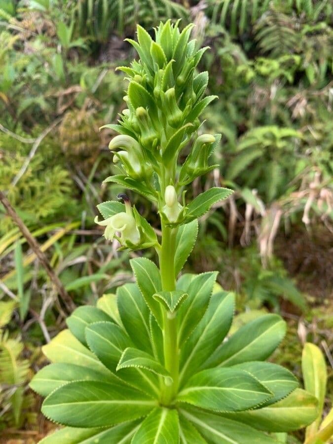 Lobelia