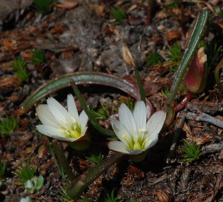 Lewisia del Nevada 10