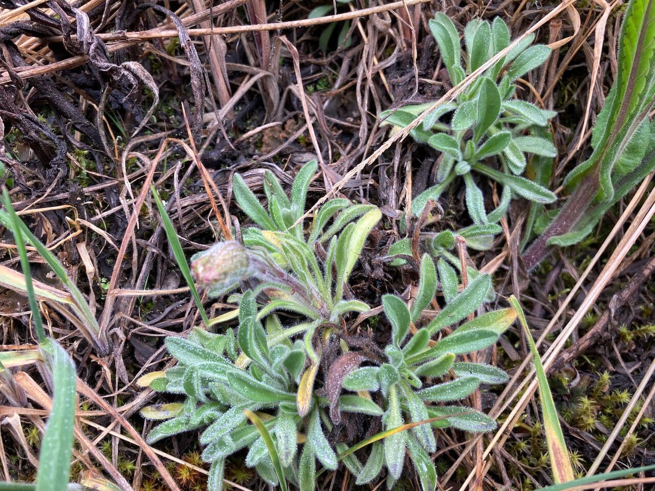 Erigeron 10