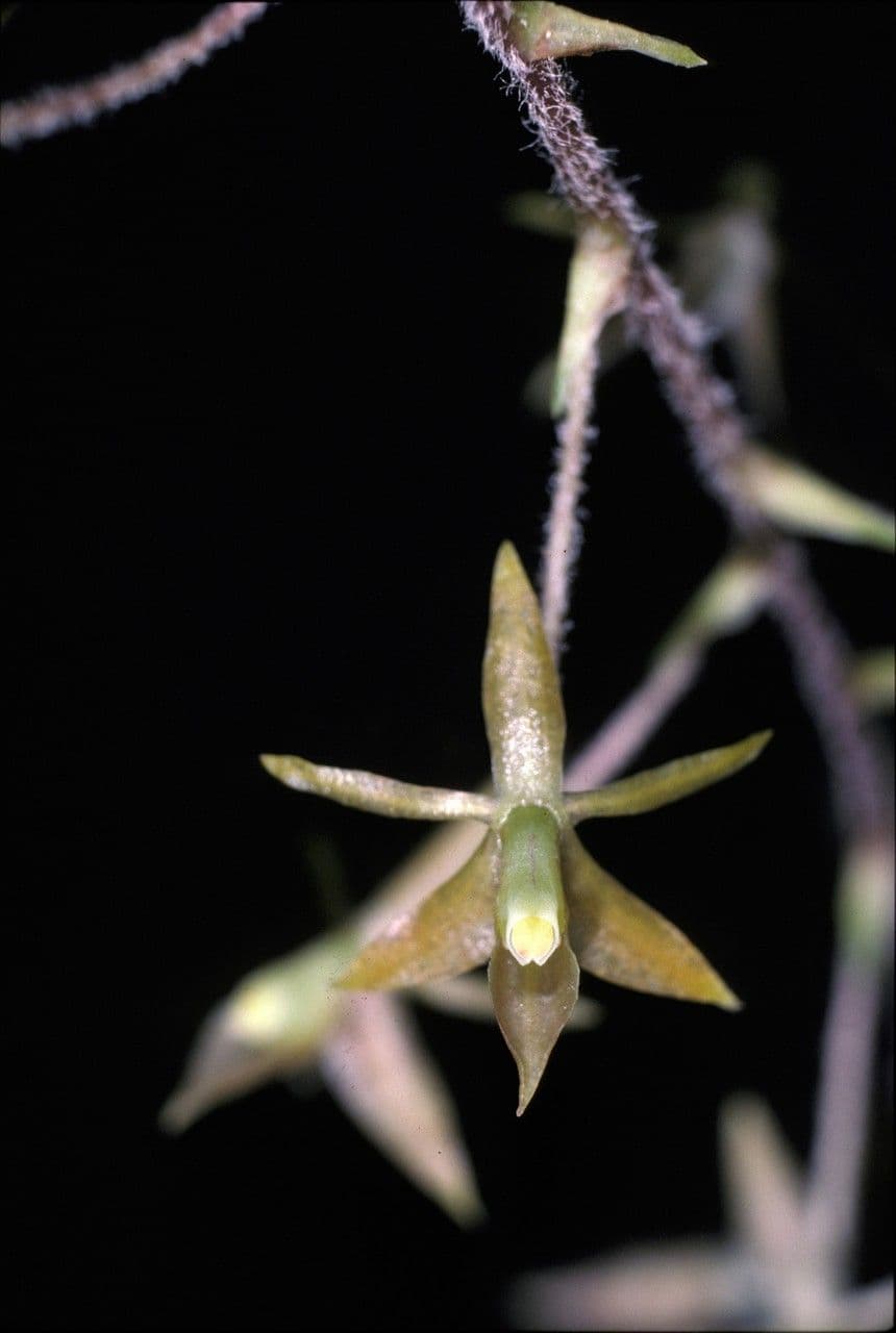 Epidendrum 5