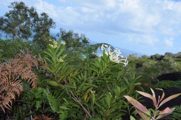 Oxera 9