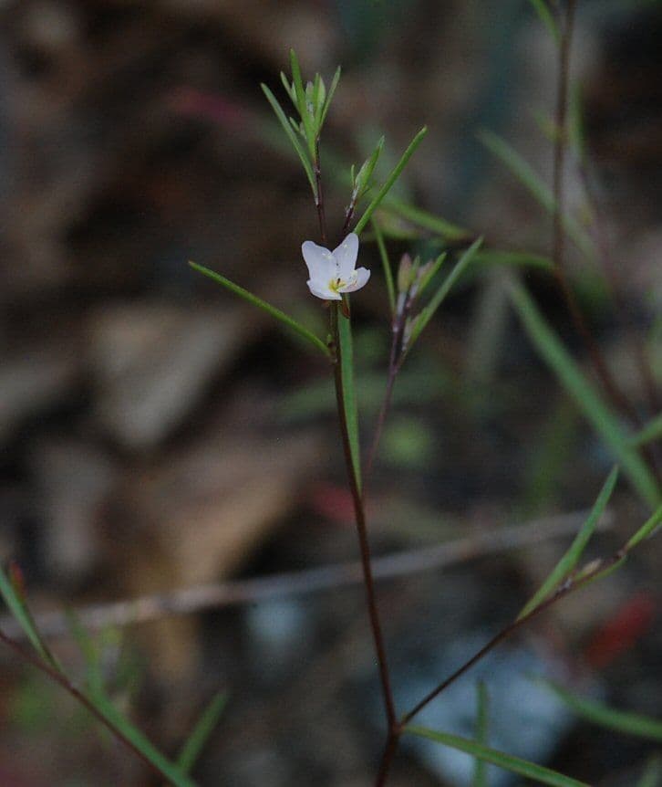 Gayophytum