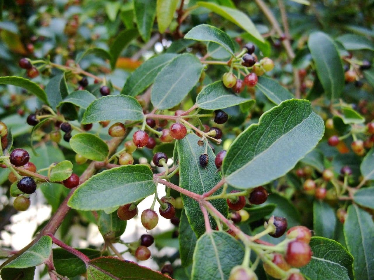 Aristotelia chilensis 14