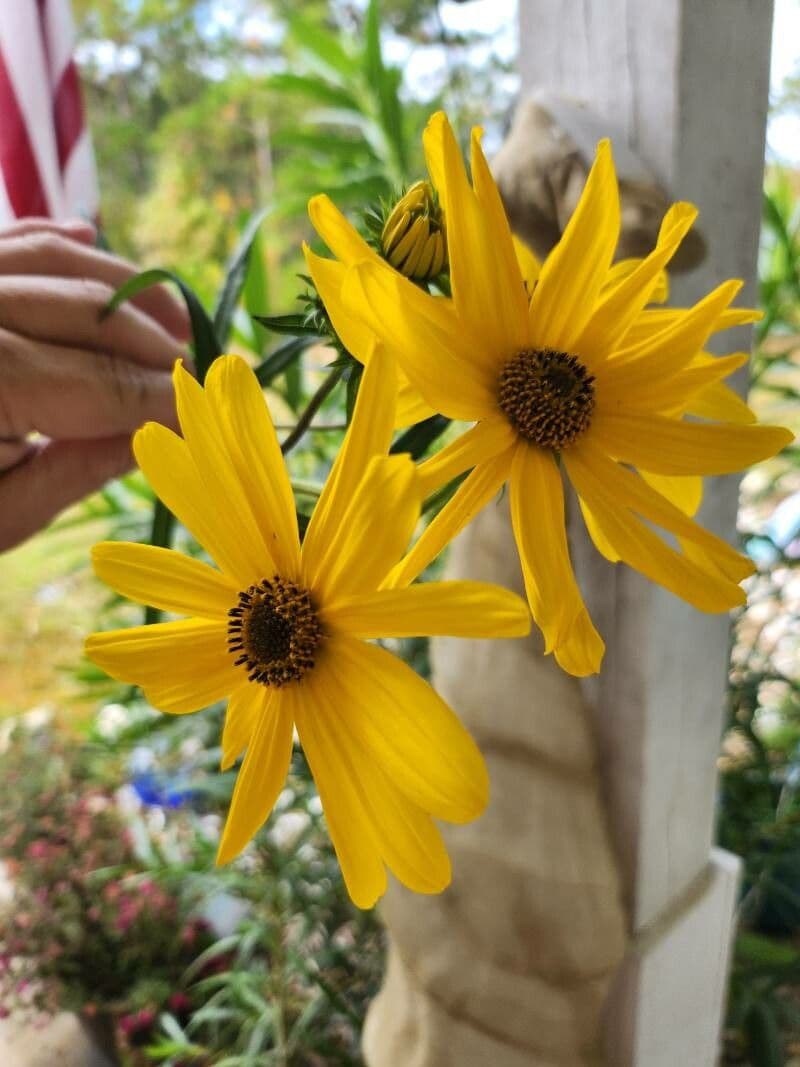 Schmalblättrige Sonnenblume 4