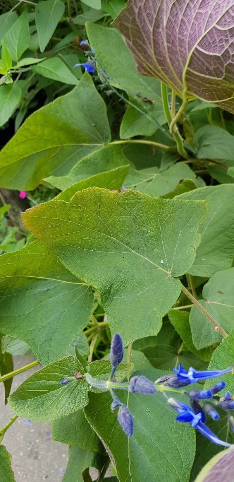 Salvia patens 15