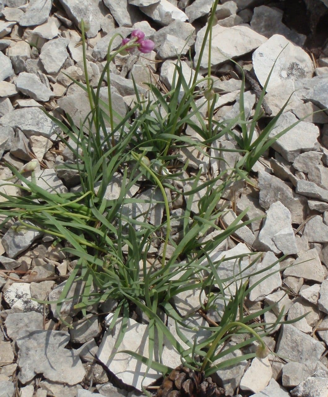Aglio narciso 10