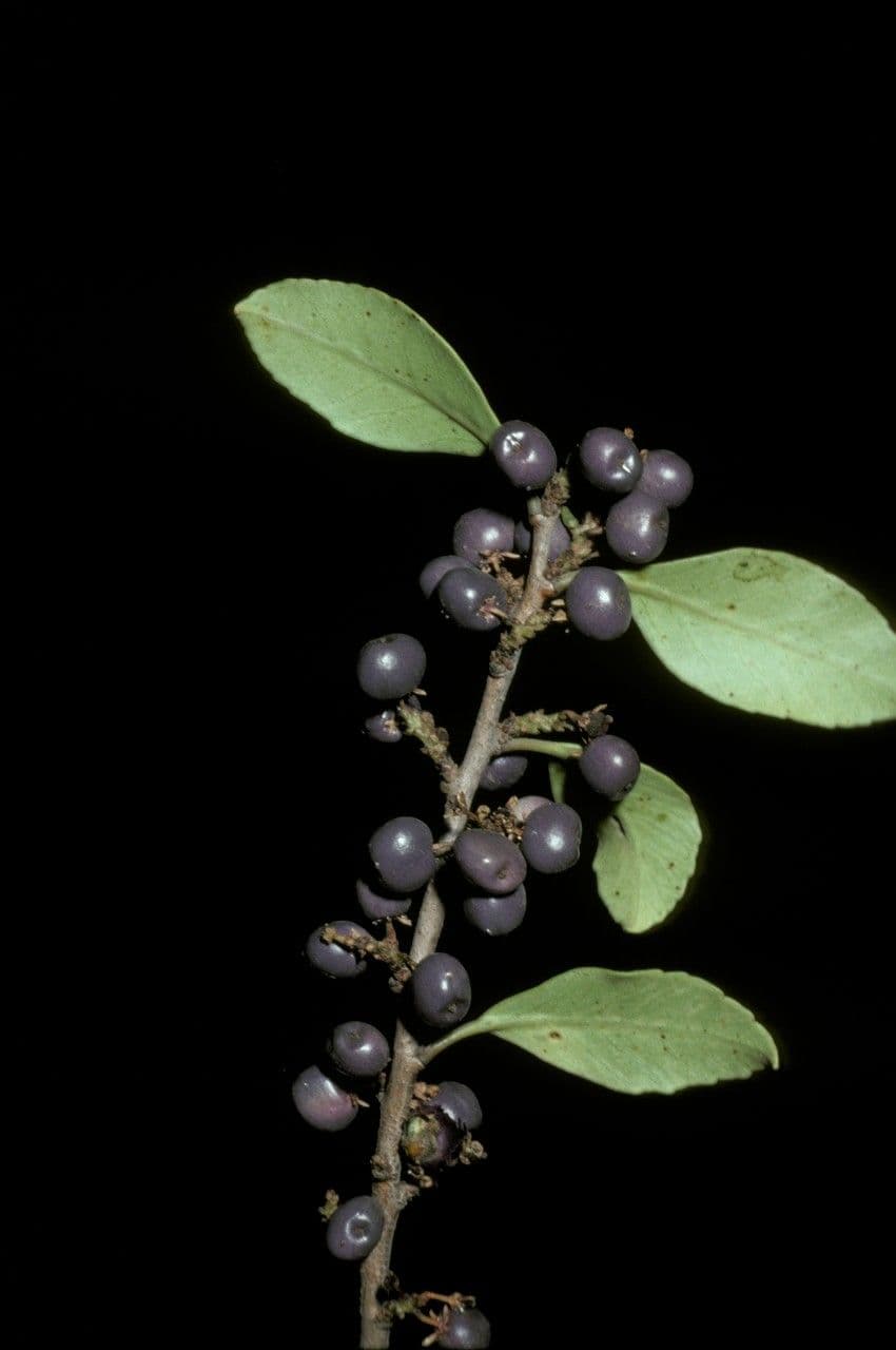 Patagonischer Pfefferbaum 2