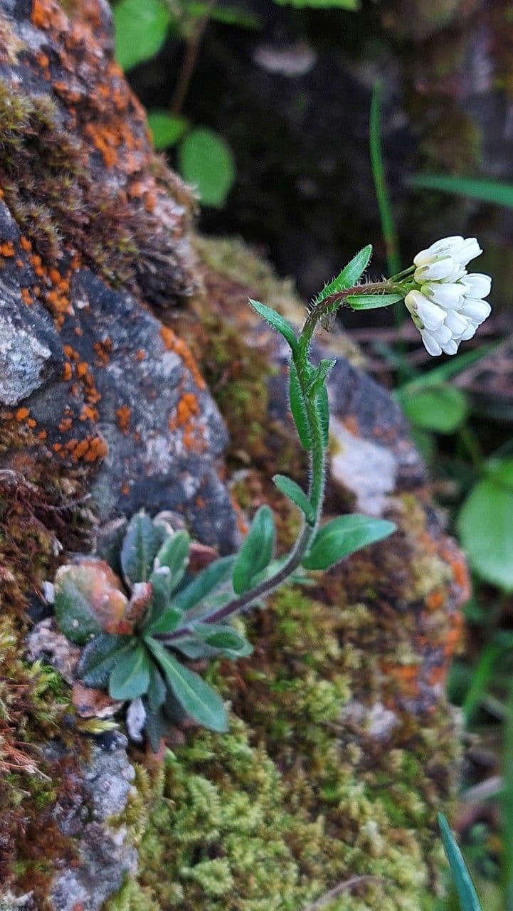 Arabis ciliata 6
