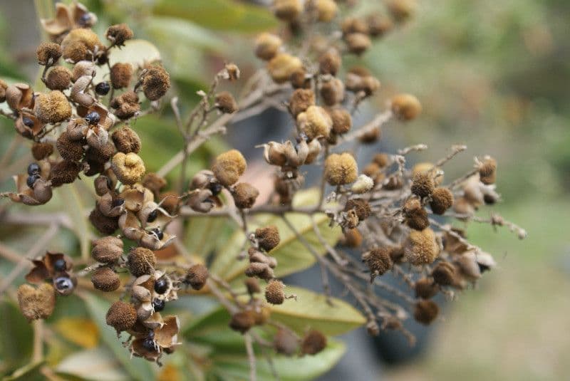 Cossinia pinnata 4