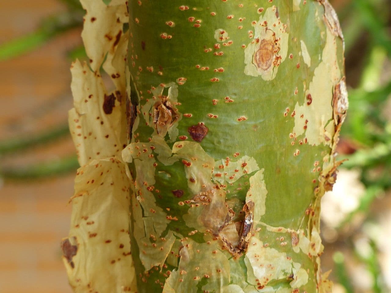 Commiphora 5