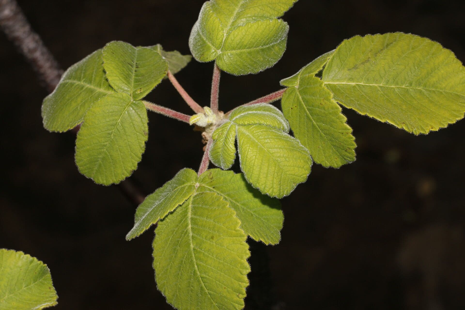 Amphipterygium 8