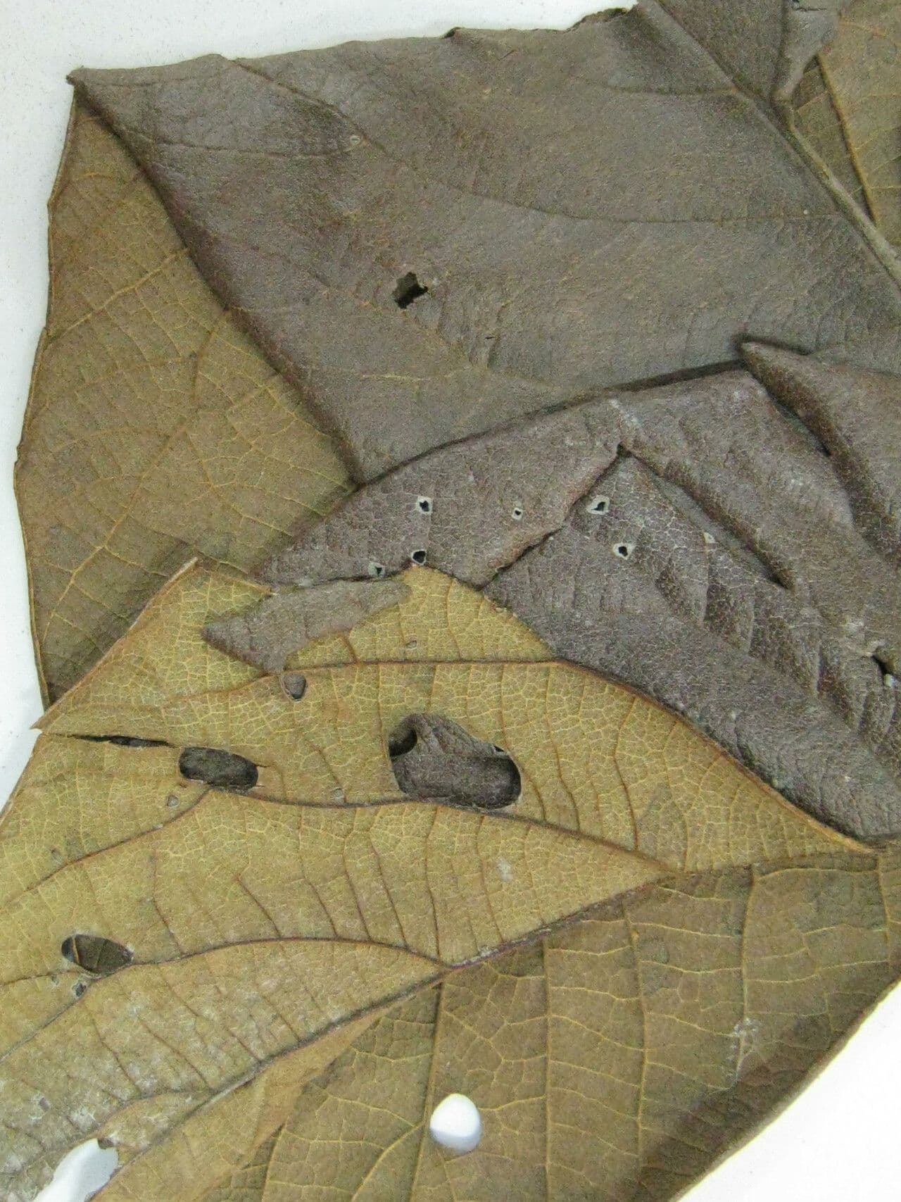 Cordia tetrandra 2