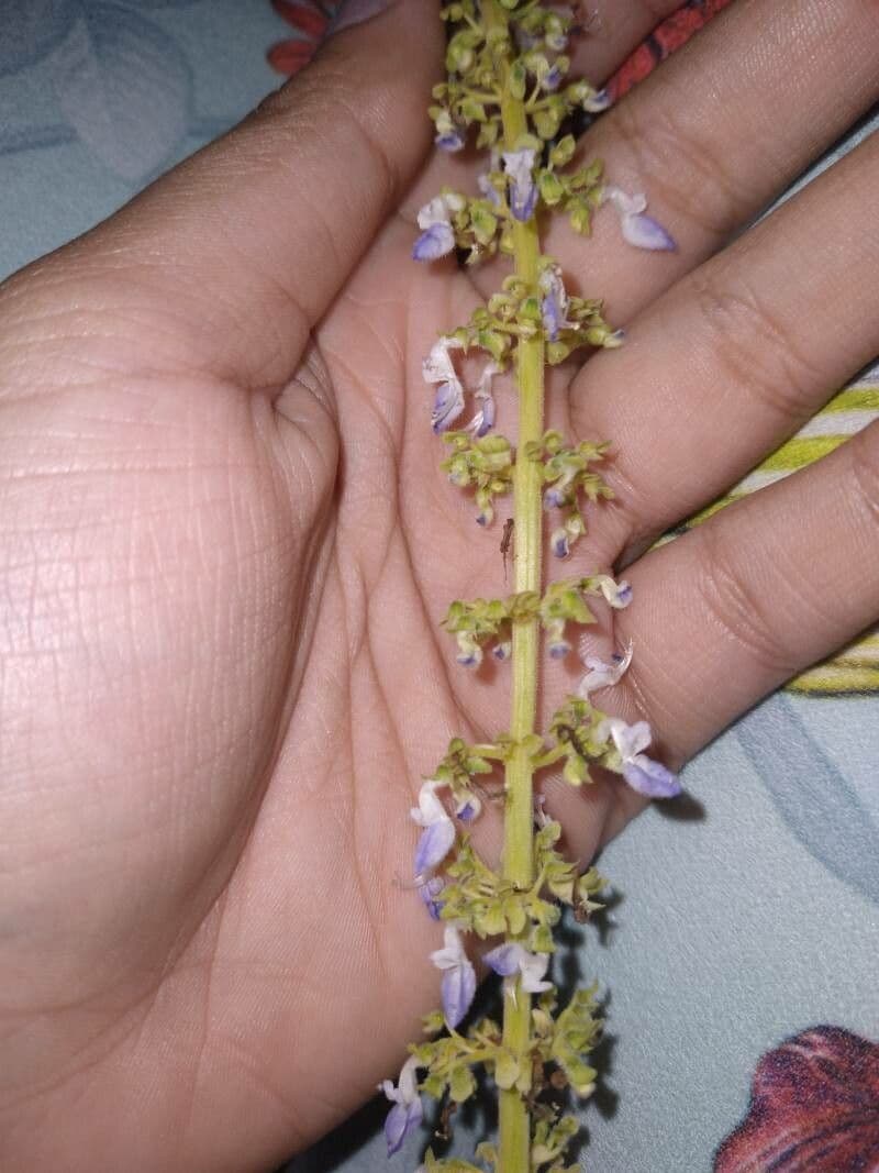Plectranthus Parviflorus 3