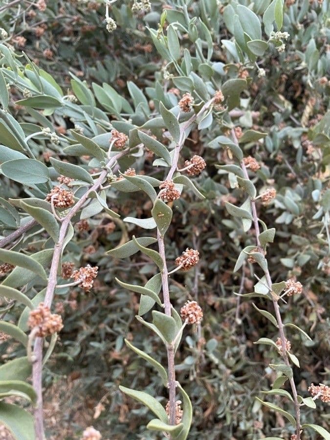 Jojoba 2