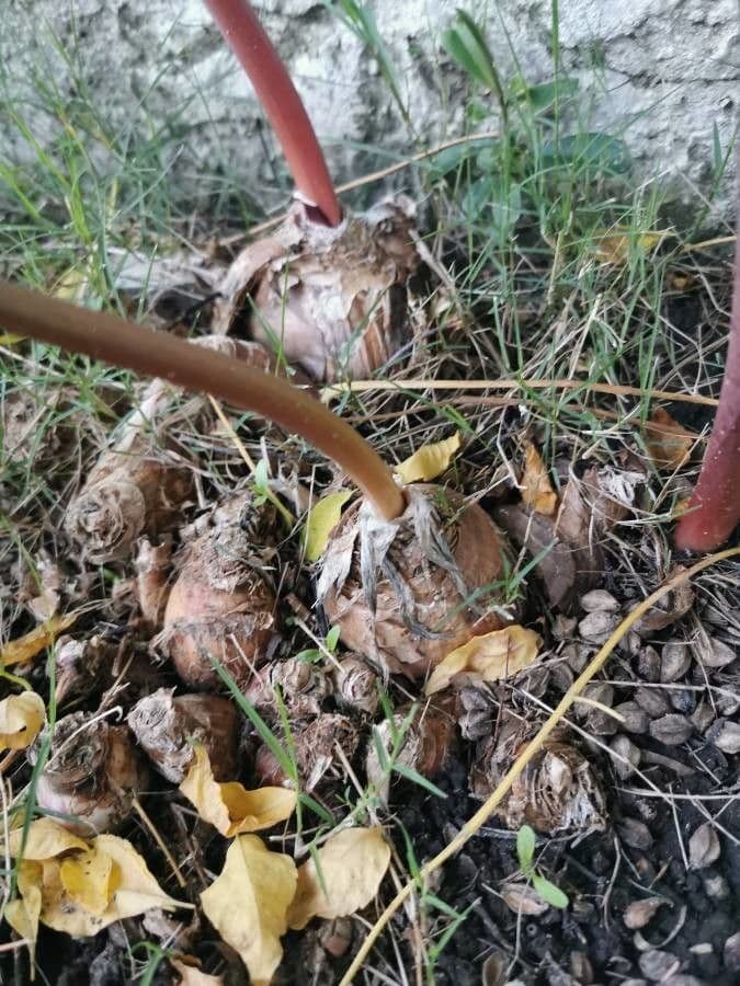 Tulipano selvatico 21