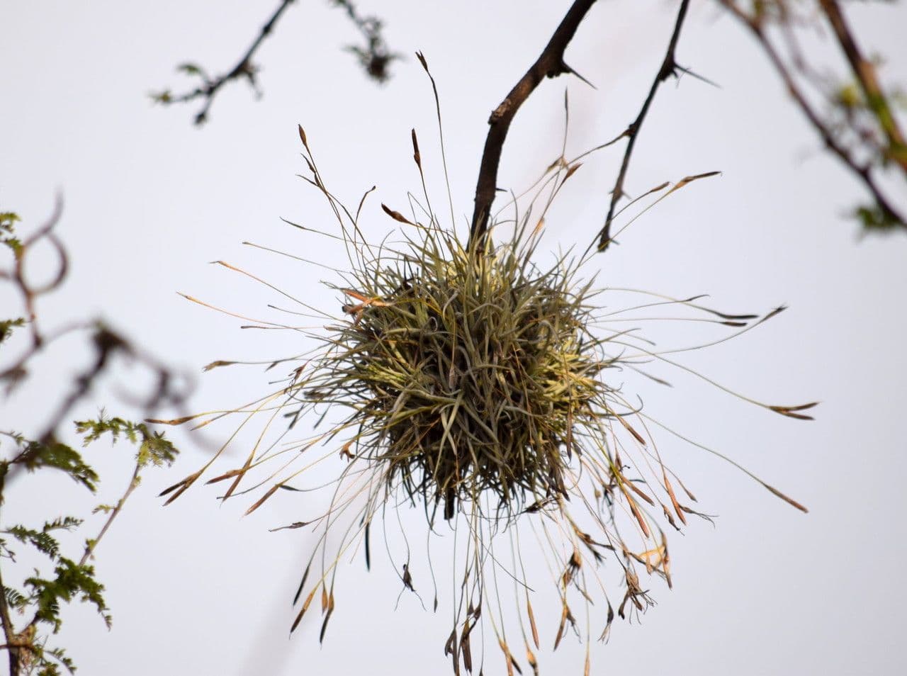 Tillandsia 6
