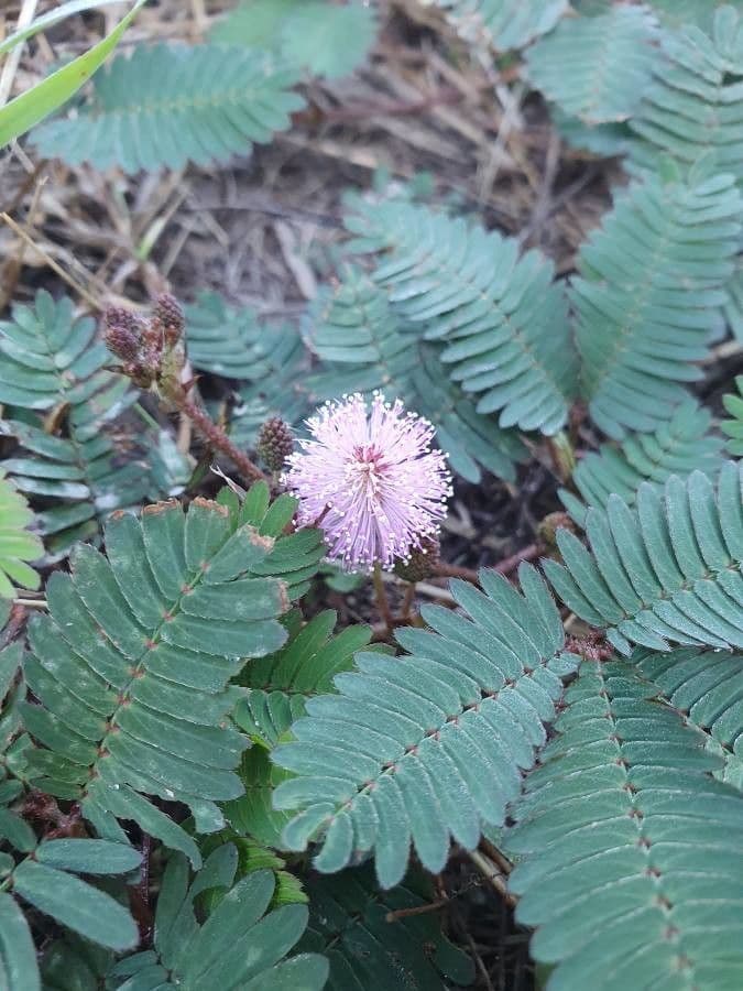 Mimosa pudica 6