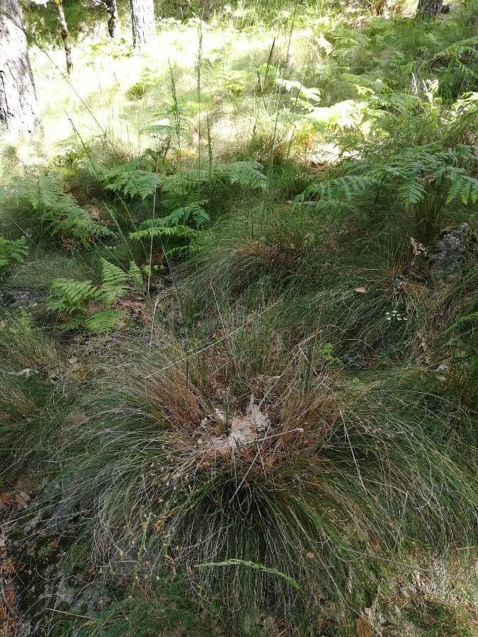 Festuca indigesta 5