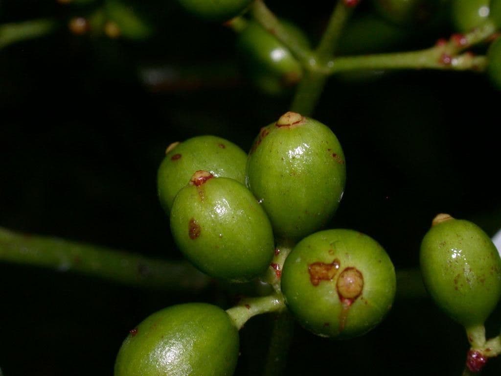 Psychotria 5