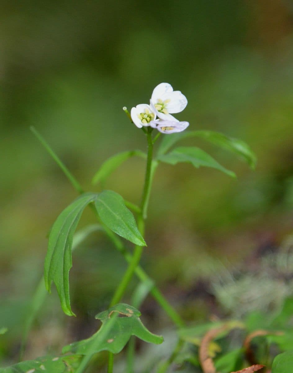 Cardamine angulata 2