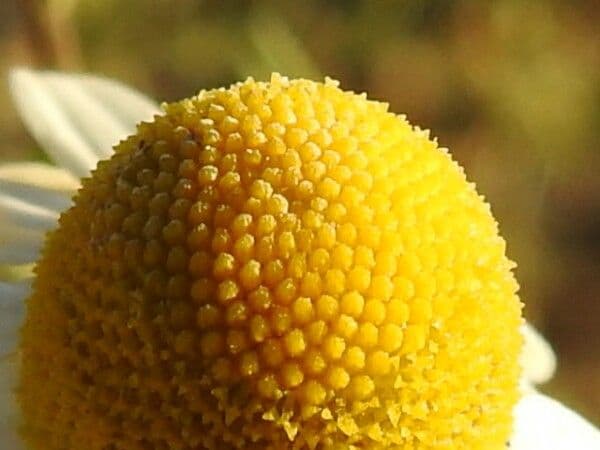 Camomilla comune 7