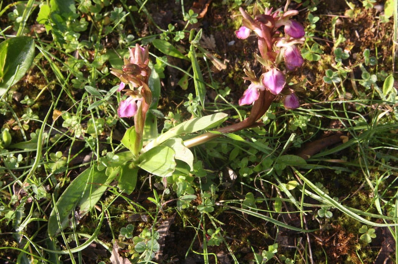 Orchide di collina 7