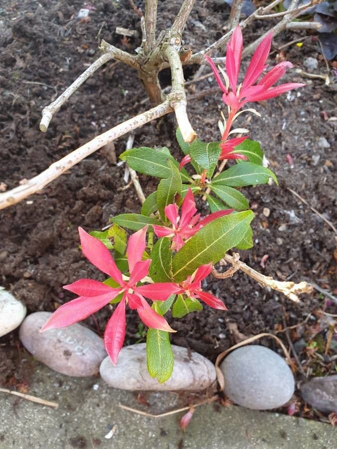 Wald-Geißblatt 17