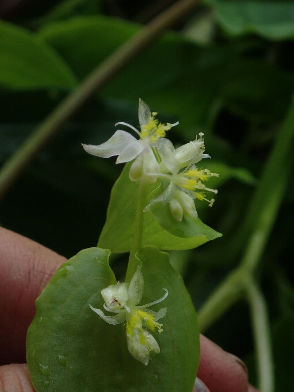 Streptolirion volubile 5