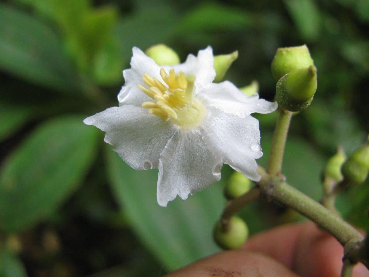 Miconia 4