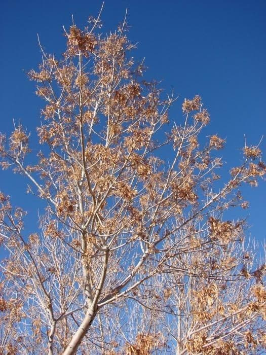 Samtiger Eschen-Baum 9