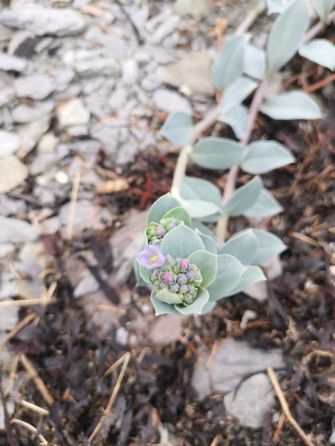 Mertensia marittima 5